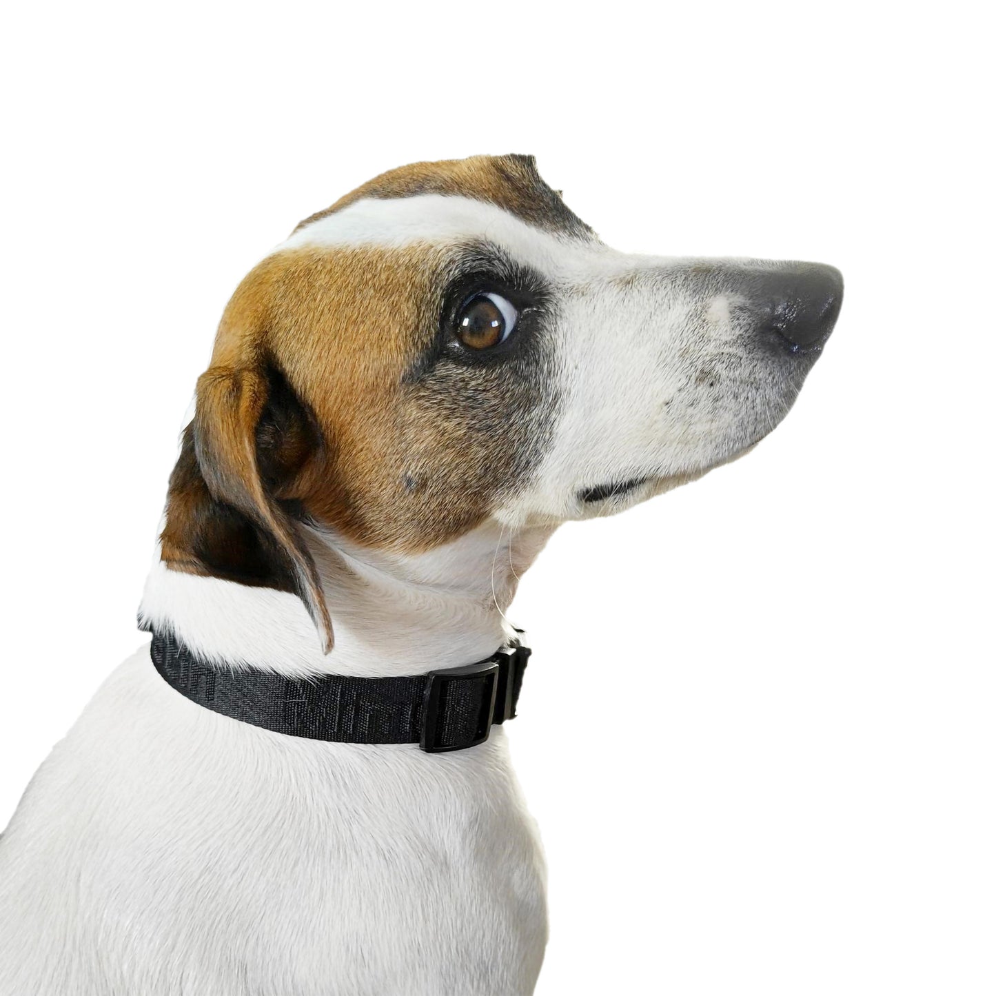 Mimetin Pet Collar and Leash Adjustable Dog Collar, Black, One Size, 2 Piece Set
