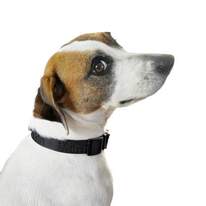 Mimetin Leash y collar ajustable  para perro, negro, talla única, juego de 2 piezas